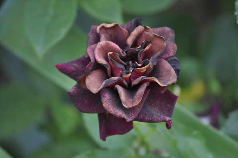 _DSC0351 - VARA 2021_7