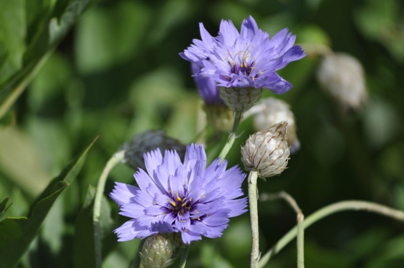 _DSC0352 - VARA 2021_7