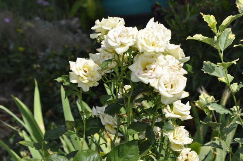 _DSC0355 - VARA 2021_7