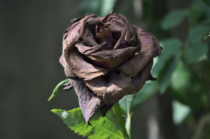 _DSC0356 - VARA 2021_7