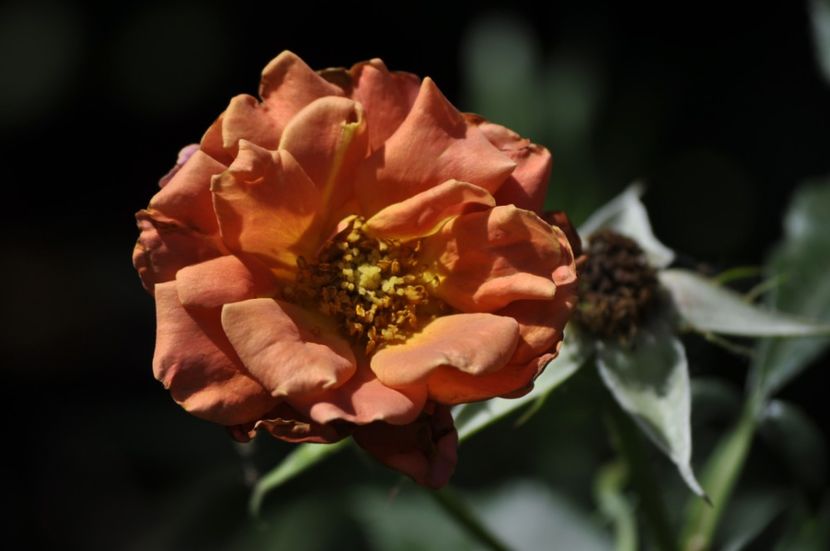 _DSC0357 - VARA 2021_7