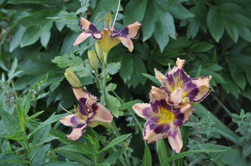 _DSC0360 - VARA 2021_7