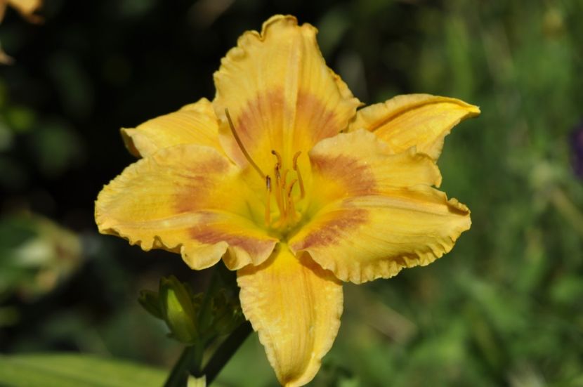 _DSC0364 - VARA 2021_7