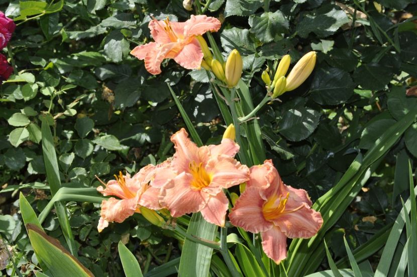 _DSC0369 - VARA 2021_7