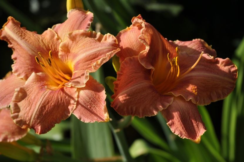 _DSC0370 - VARA 2021_7