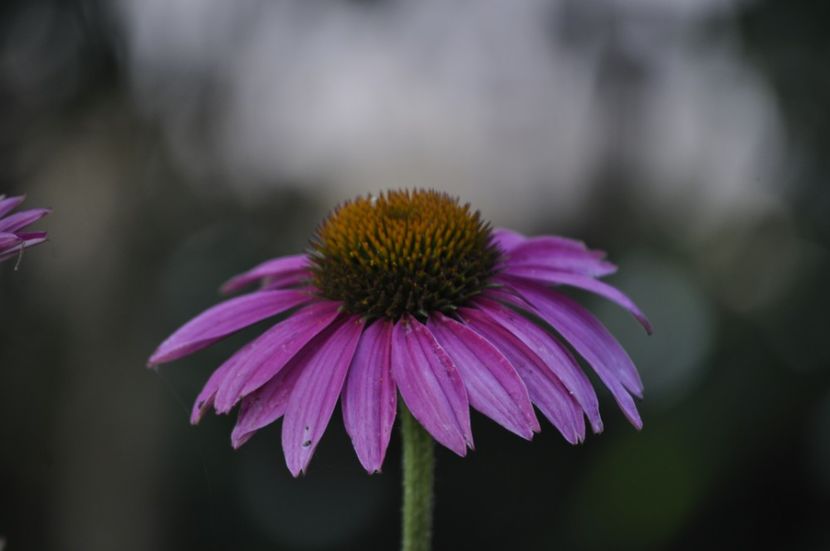 _DSC0380 - VARA 2021_7