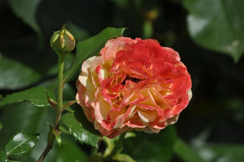 _DSC0401 - VARA 2021_7
