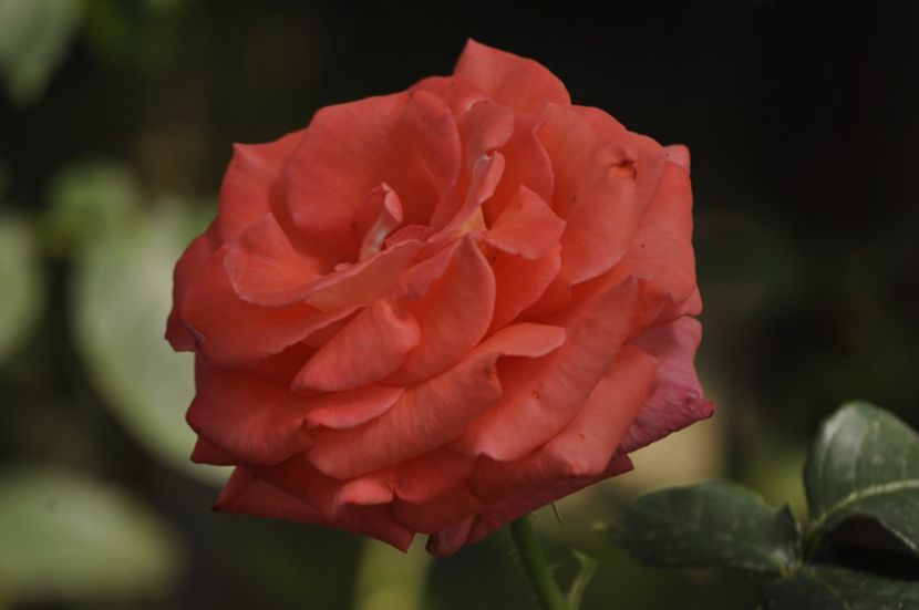 _DSC0426 - VARA 2021_7