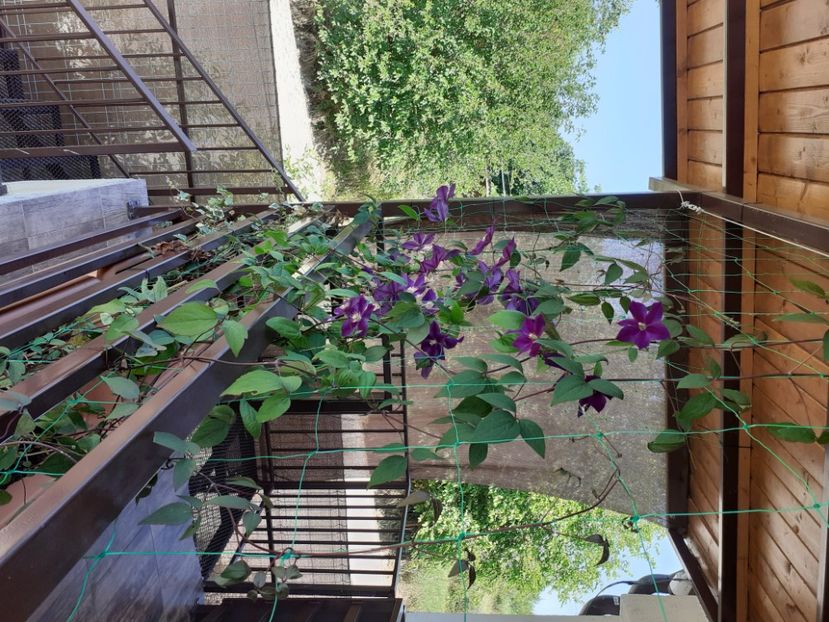  - Gradina 2021