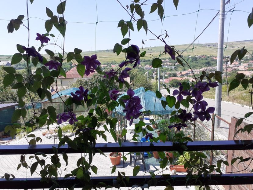  - Gradina 2021