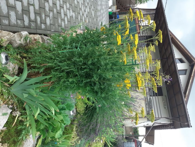 - Gradina 2021