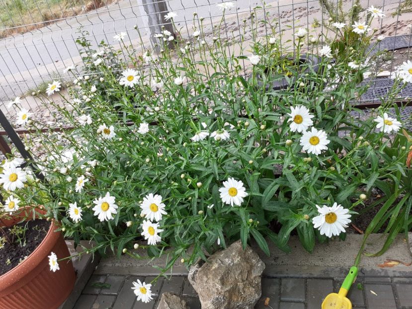  - Gradina 2021