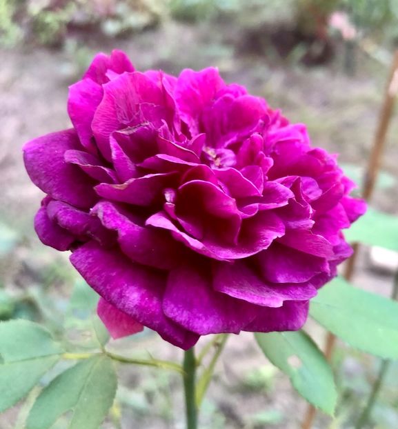 THE PRINCE - THE PRINCE