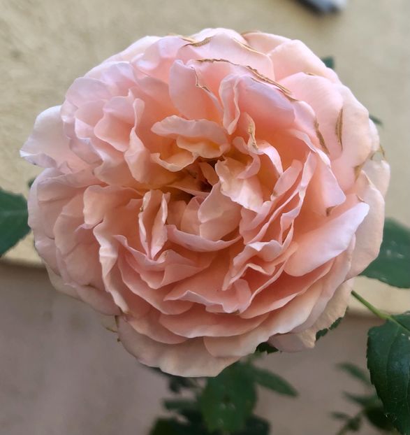 ABRAHAM DARBY - ABRAHAM DARBY