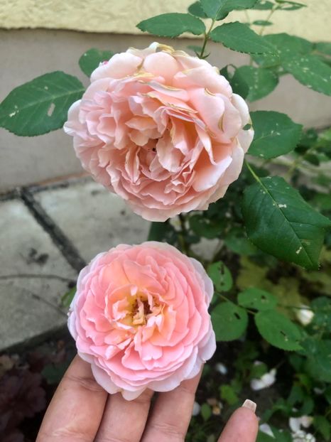 ABRAHAM DARBY - ABRAHAM DARBY