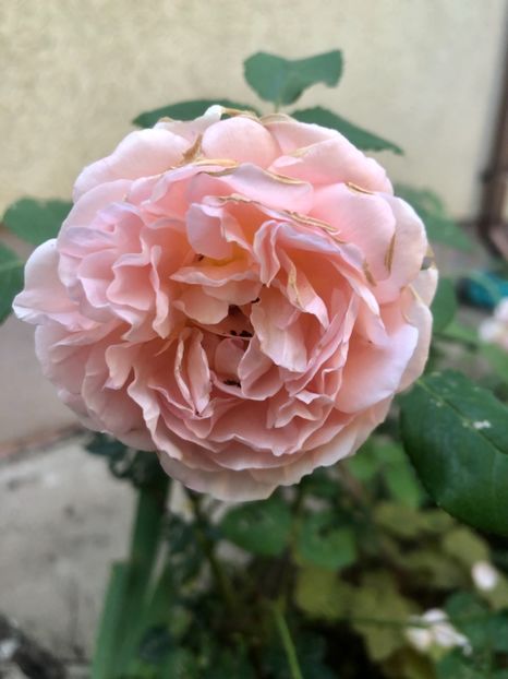 ABRAHAM DARBY - ABRAHAM DARBY