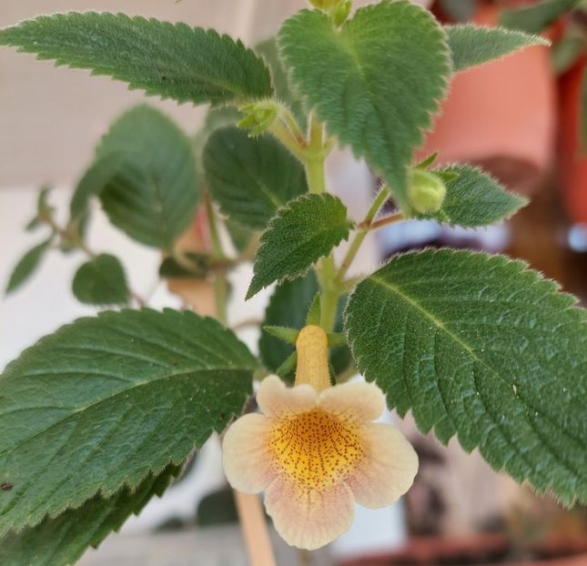 MM's DAWN - AAA RIZOMI ACHIMENES DISPONIBILI -2023