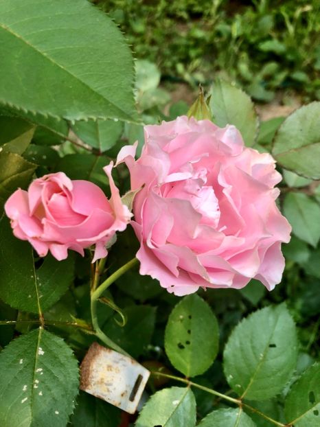 PORCELAIN D ORIENT - PORCELAIN D ORIENT