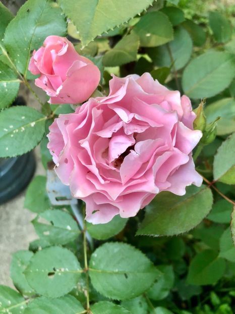 PORCELAIN D ORIENT - PORCELAIN D ORIENT