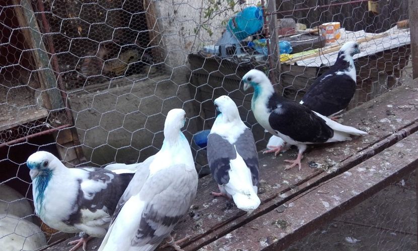  - Matca capaciti de Buzau
