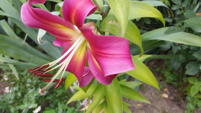 2021-07-04 16.35.49 - Crini