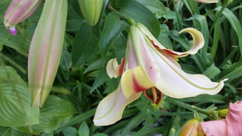 2021-07-04 16.37.09 - Crini