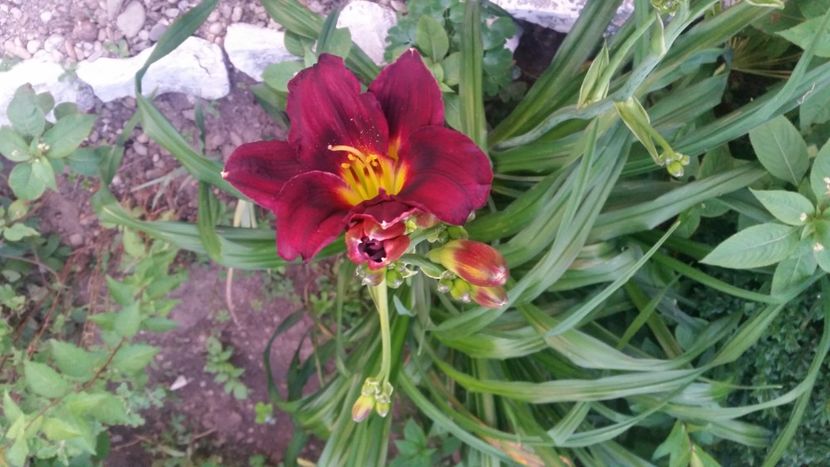 2021-07-05 21.02.29 - Crini