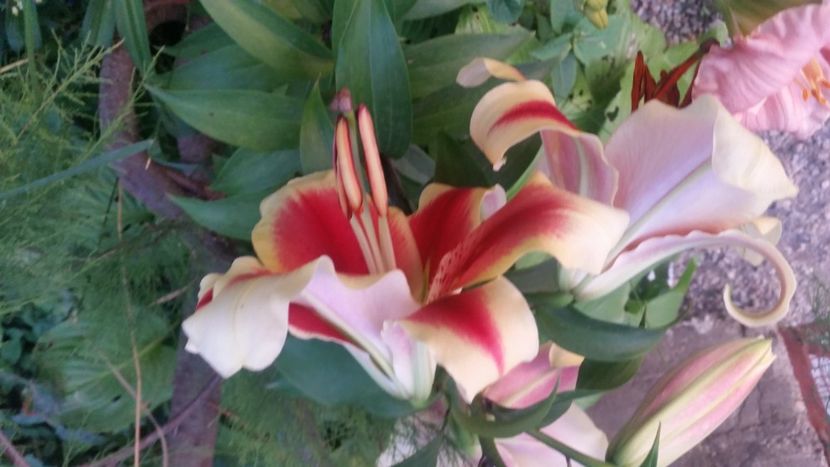 2021-07-05 21.02.53 - Crini