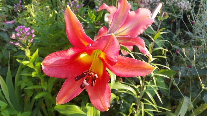 2021-07-07 07.59.55 - Crini