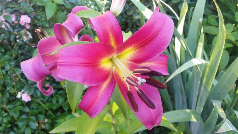 2021-07-07 08.00.36 - Crini