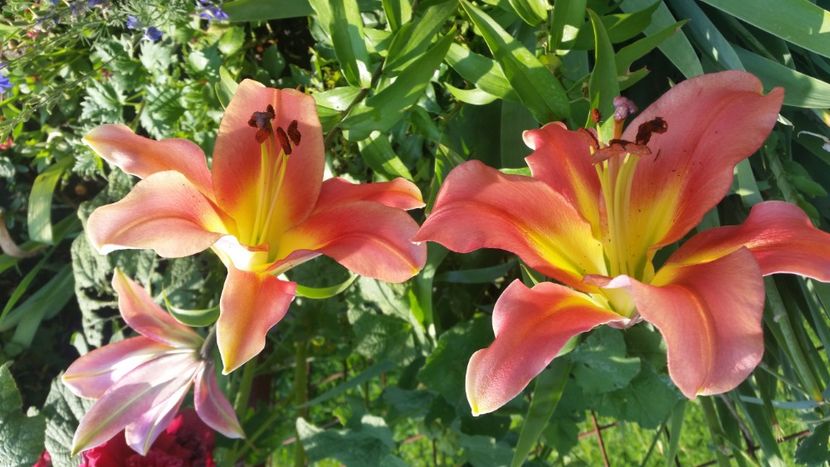 2021-07-07 08.04.37 - Crini