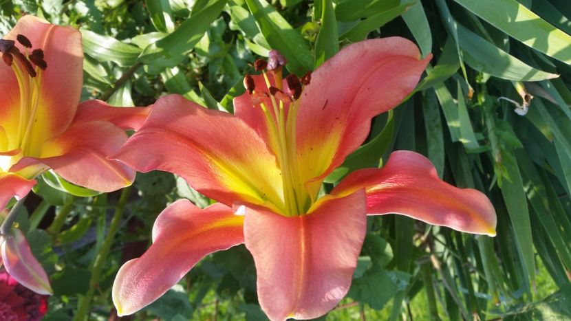 2021-07-07 08.05.12 - Crini