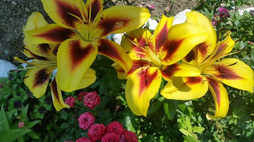 2021-07-07 08.05.31 - Crini