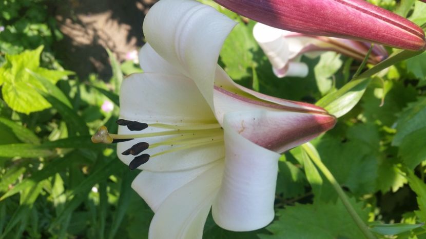 2021-07-07 08.06.46 - Crini