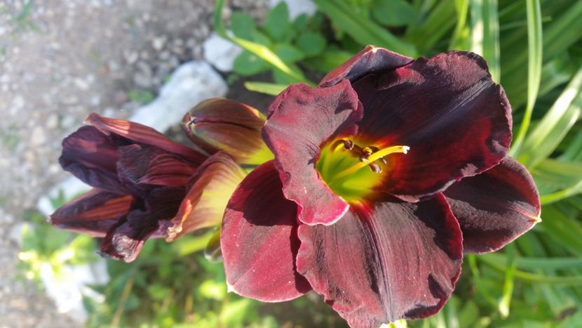 2021-07-07 08.07.35 - Crini