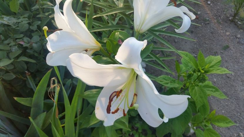 2021-07-09 06.56.43 - Crini