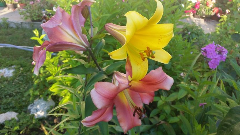 2021-07-09 07.00.37 - Crini