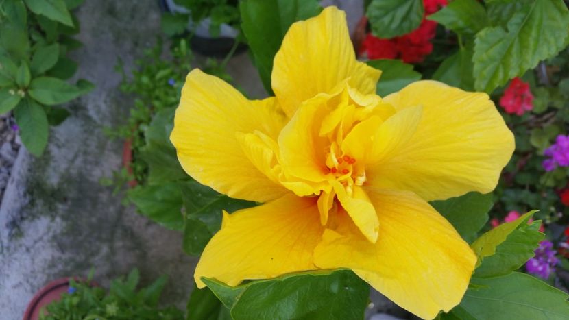 2021-07-03 18.49.04 - hibiscusi