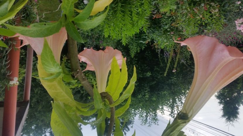 2021-07-02 08.26.32 - Flori si copii blanosi