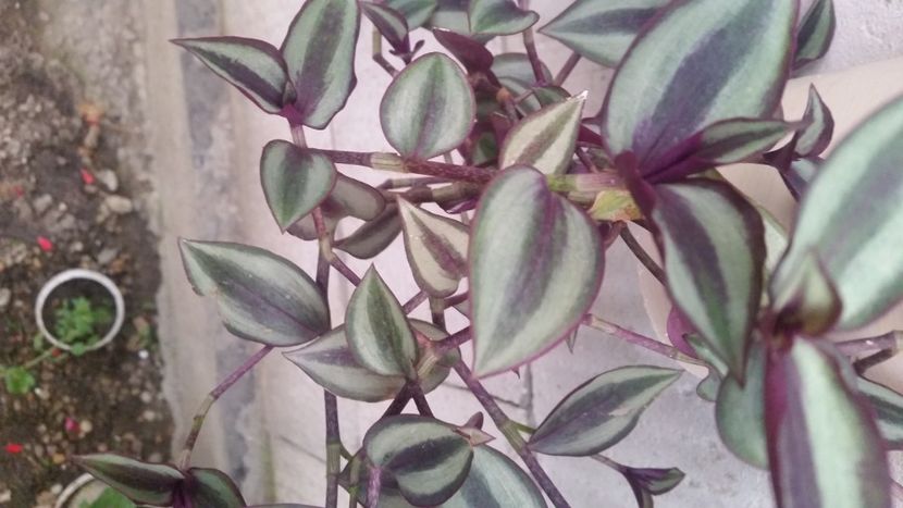 2021-07-05 21.01.54 - Flori si copii blanosi