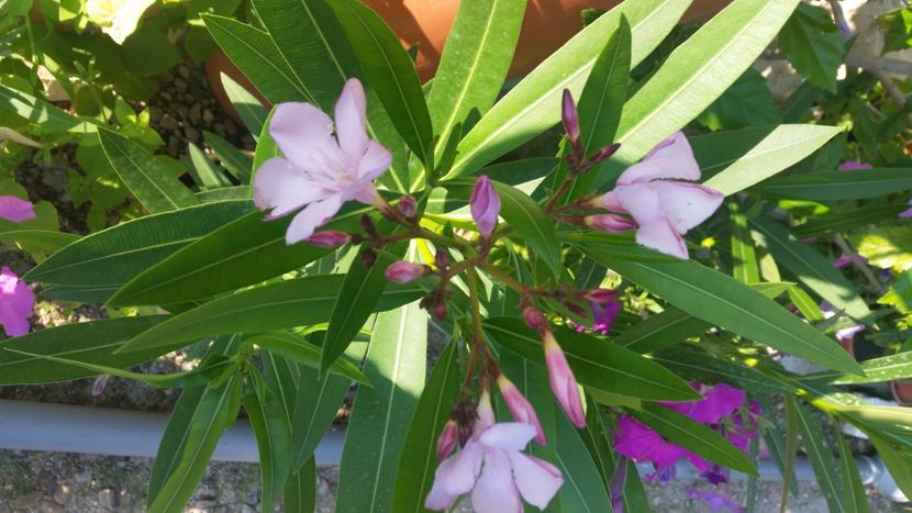 2021-07-07 08.08.00 - Flori si copii blanosi