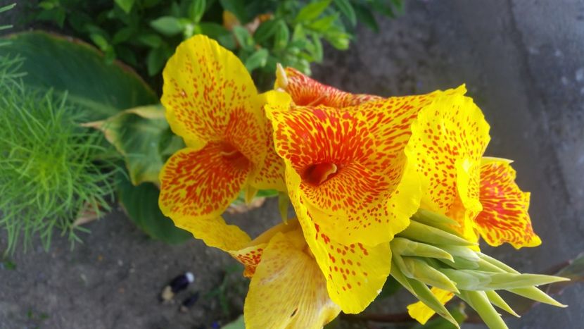 2021-07-09 06.57.00 - Flori si copii blanosi