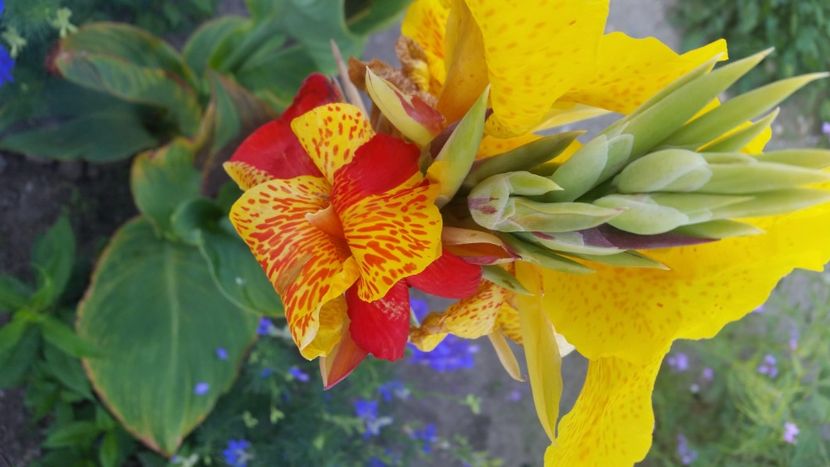 2021-07-09 07.07.25 - Flori si copii blanosi