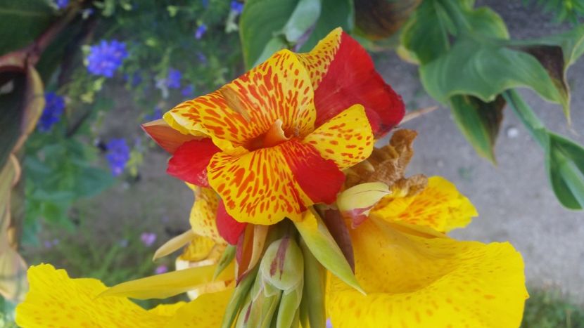 2021-07-09 07.07.37 - Flori si copii blanosi