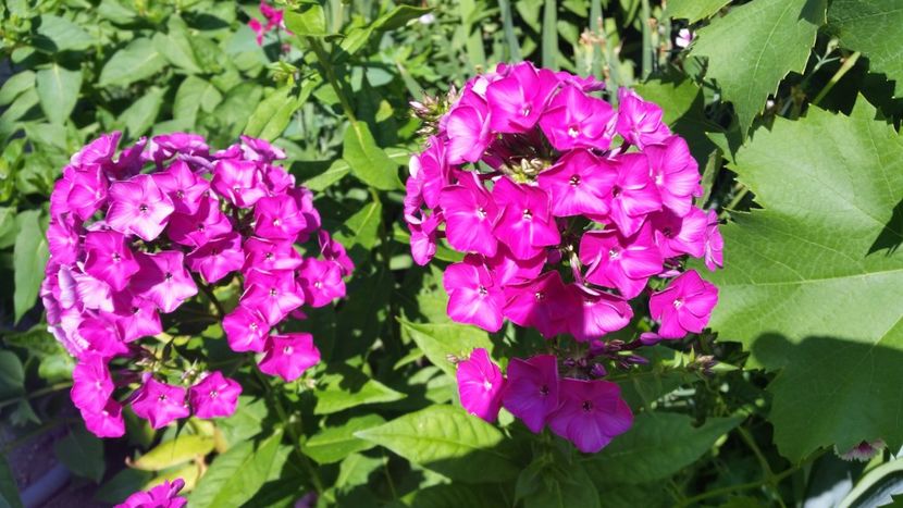 2021-07-11 11.20.45 - Flori si copii blanosi