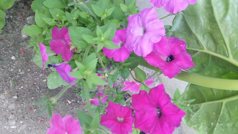 2021-07-11 11.21.37 - Flori si copii blanosi