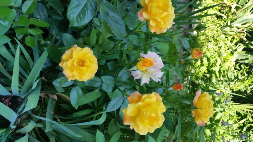 2021-07-11 11.21.46 - Flori si copii blanosi