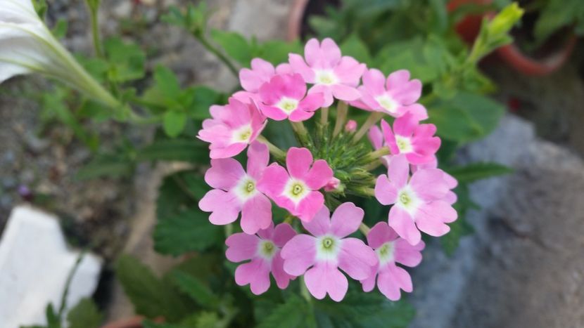 2021-07-11 11.22.05 - Flori si copii blanosi