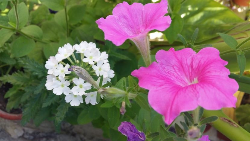 2021-07-11 11.22.14 - Flori si copii blanosi