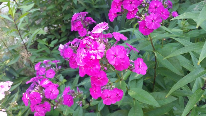 2021-07-11 11.23.47 - Flori si copii blanosi